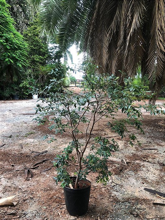 JABUTICABA SABARÁ ENXERTADA (Plinia jaboticaba) - Muda com até com 1,20m