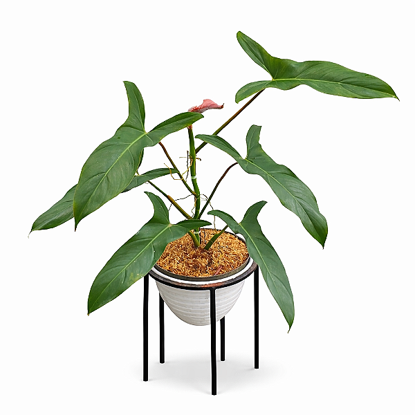 FILODENDRO MEXICANO (Philodendron mexicanum) - Pote 12