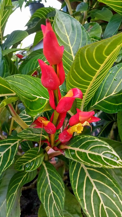 SANQUÉSIA (Sanchezia oblonga) - Muda com até 1 metro