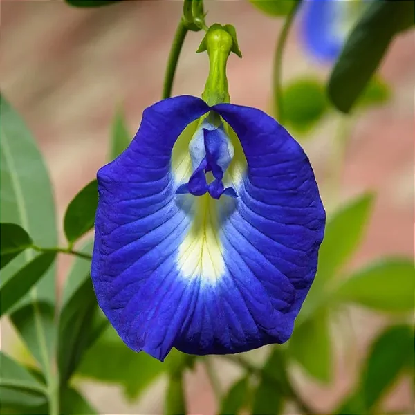 FADA AZUL (Clitoria ternatea) - Muda com até 70 cm