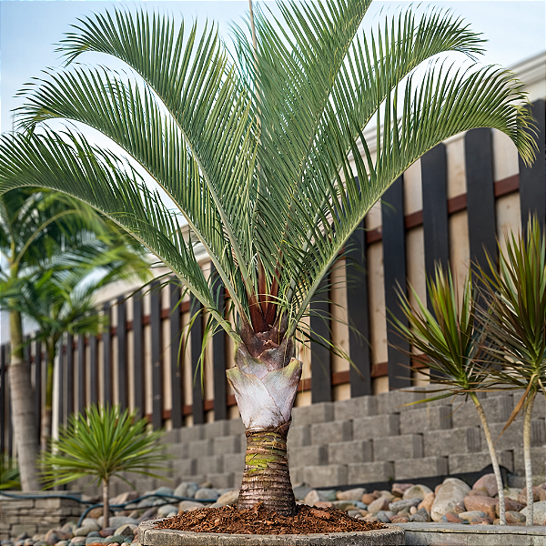 PALMEIRA TRIANGULAR (Dypsis decaryi) - Muda com 70 cm a 1 metro