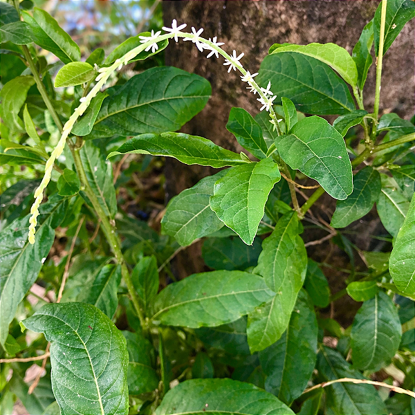 GUINÉ (Petiveria alliacea)