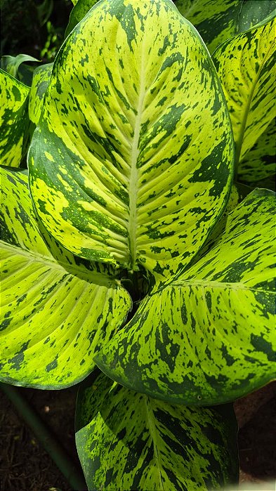 COMIGO NINGUÉM PODE SUNRISE (Dieffenbachia 'Sunrise') - Pote 17