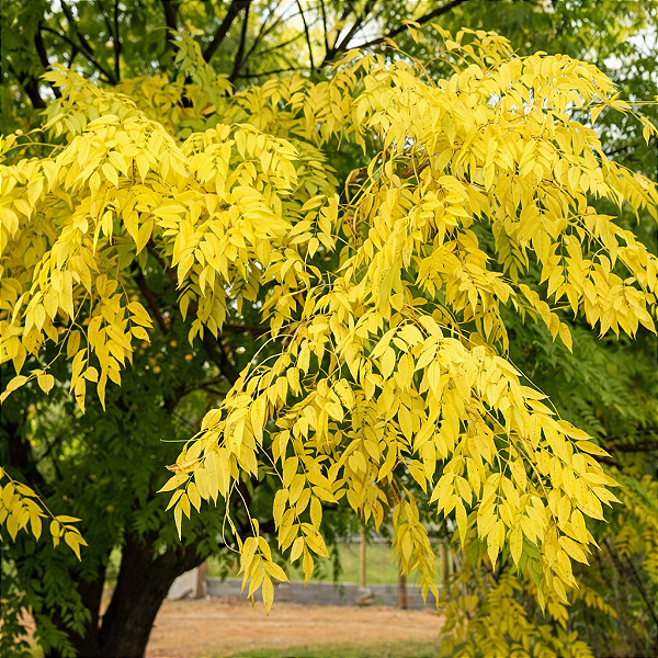 ÁRVORE DE SANTA BÁRBARA ou CINAMOMO DOURADO (Melia azedarach "aurea") - Muda com até 60 cm