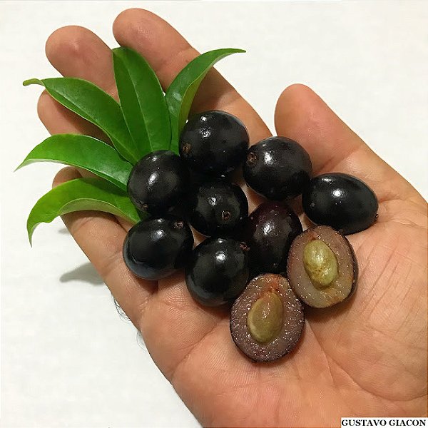 AMEIXA NEGRA ou CAMBUÍ PRETO (Eugenia candolleana) - Muda com 30 cm