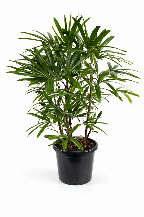 PALMEIRA RÁFIS (Rhapis excelsa) - Pote 17 - Muda com até 70 cm