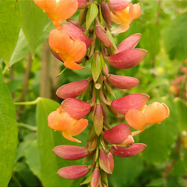 MINI SAPATINHO DE JUDIA (Thunbergia coccinea) - Muda com até 1 metro