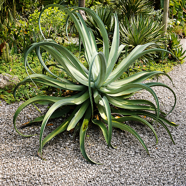 AGAVE POLVO (Agave vilmoriniana) - Muda com até 70 cm