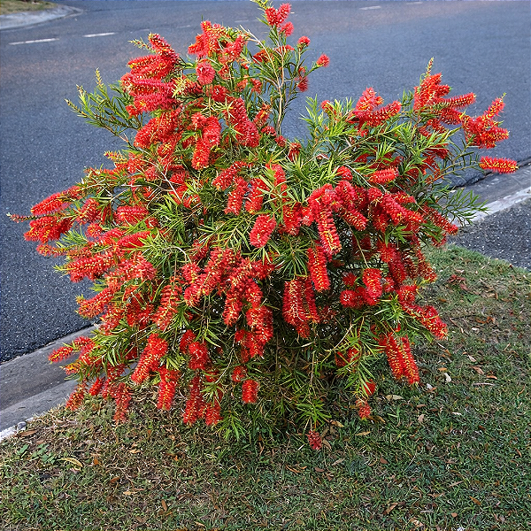 ESCOVA DE GARRAFA ANÃ (Callistemon viminalis "Captain. cook") - Muda com até 1 metro