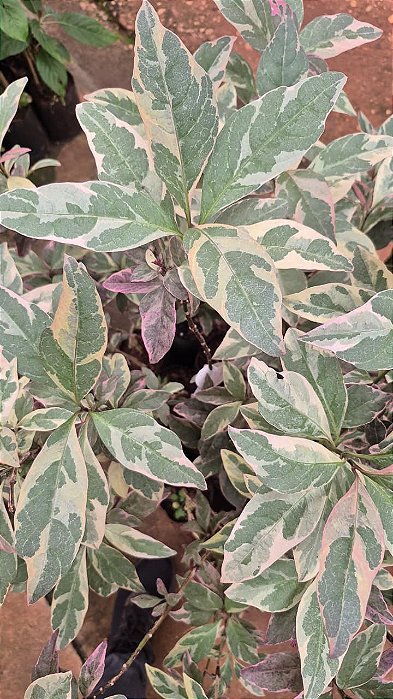 ARBUSTO VARIEGATA (Pseuderanthemum carruthersii 'Variegatum') - Muda com até 80 cm