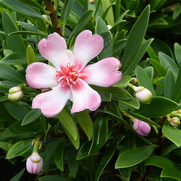 CLÚSIA PORCELANA COLOMBIANA (Clusia orthoneura) - Muda com até 80 cm