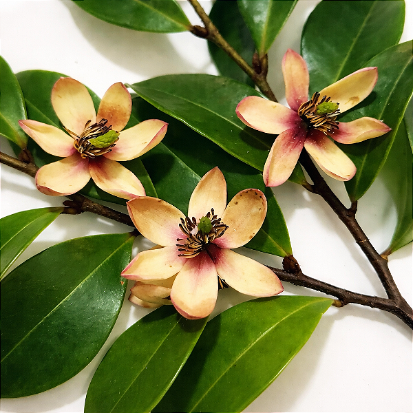 MAGNÓLIA ANÃ PERFUMADA (Michelia figo) - Muda com até 70 cm