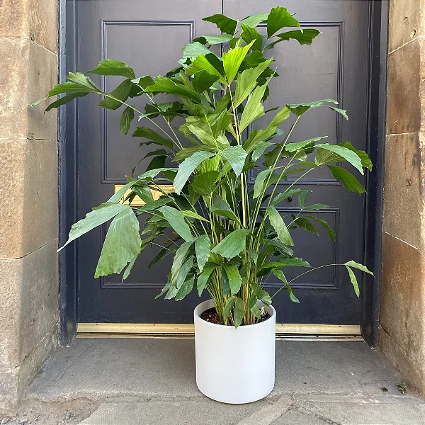 PALMEIRA RABO DE PEIXE (Caryota mitis) - Muda com até 1 metro