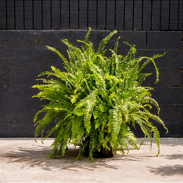SAMAMBAIA DE SOL (Nephrolepis obliterata) - Muda com até 40 cm