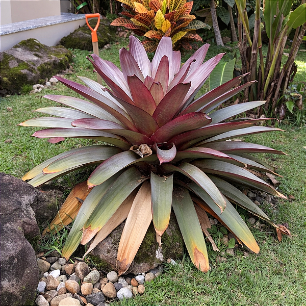 BROMÉLIA IMPERIAL (Alcantarea imperialis) - Muda com até 70 cm