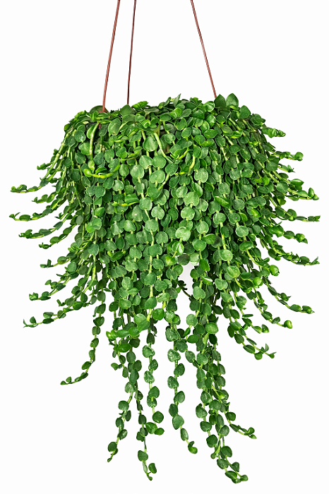 TOSTÃO ESMERALDA (Callisia repens) - Cuia 21