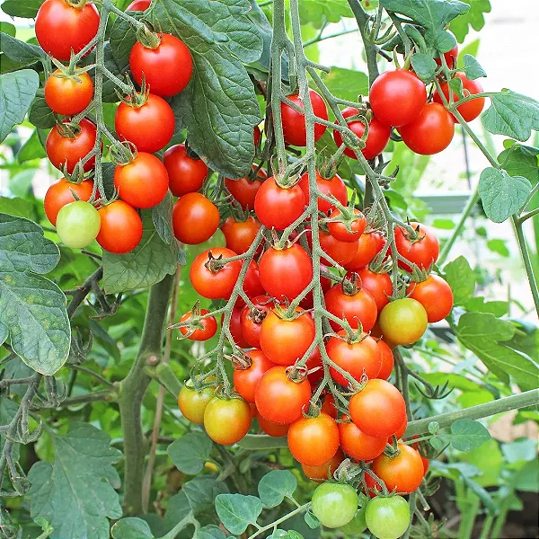 TOMATE CEREJA (Solanum lycopersicum var. cerasiforme.) - Pote 11