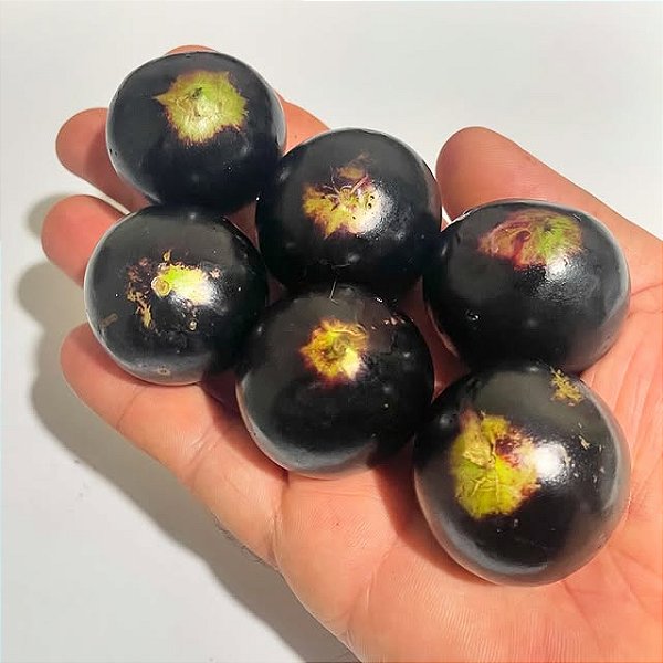 JABUTICABA PONHEMA (Plinia cauliflora) - Muda com até 60 cm