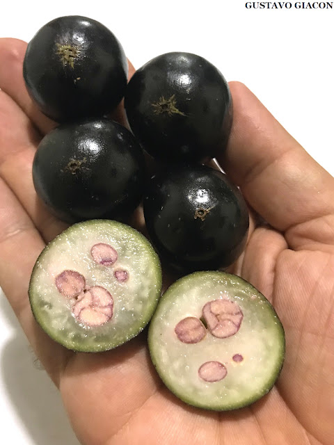 JABUTICABA PONHEMA (Plinia cauliflora) - Muda com até 60 cm