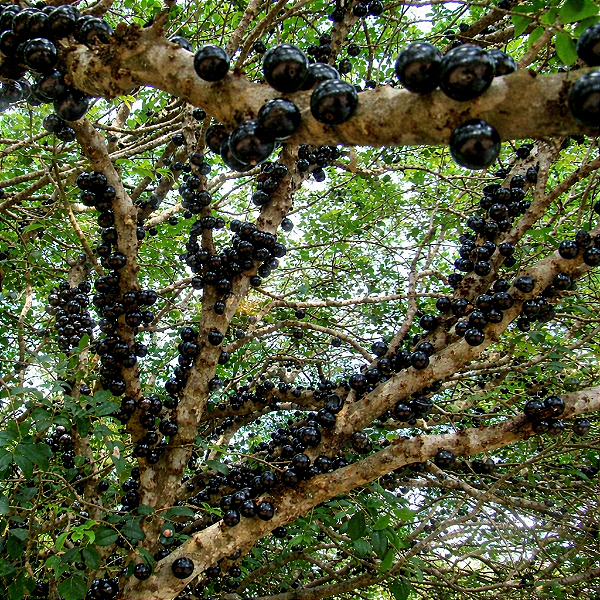 JABUTICABA CAIPIRINHA (Guapurium caipirinha) - Muda com 15 a 20 cm