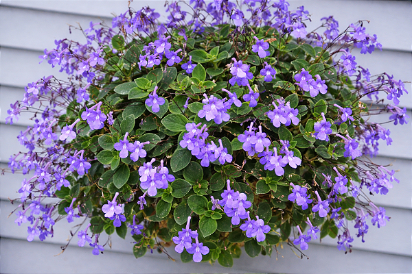 VIOLETA PENDENTE (Streptocarpus saxorum) - Cuia 21