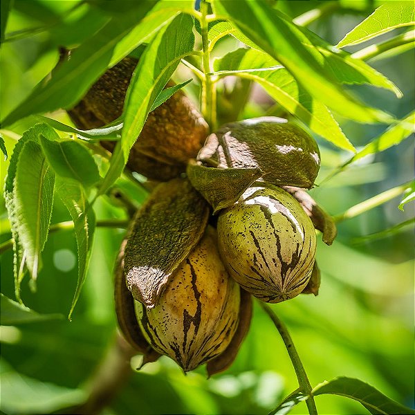 NOZ PECAN ENXERTADA (Carya Illinoinensis) - Muda Enxertada com até 70 cm