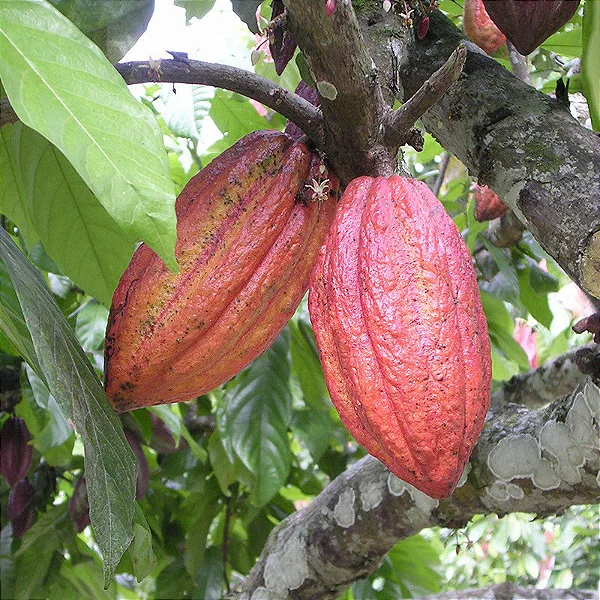 CACAU ENXERTADO (Theobroma cacao) - Muda Enxertada com até 60 cm