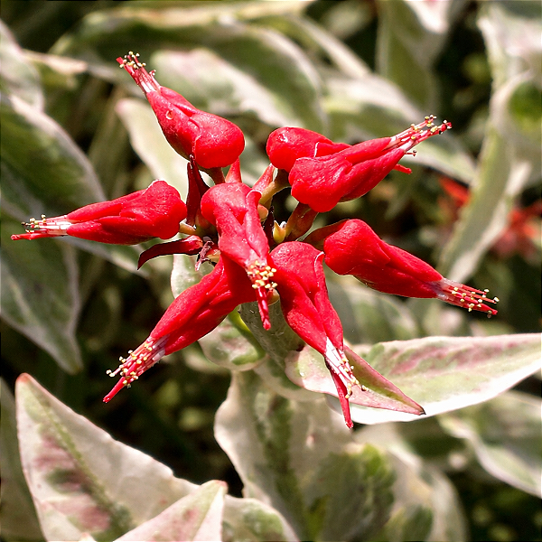 SAPATINHO DE JARDIM (Euphorbia tithymaloides) - Muda com até 1 metro