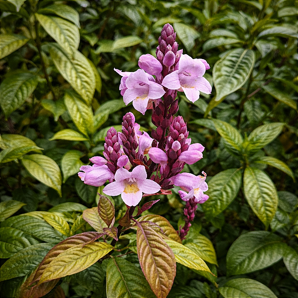 SININHO (Phlogacanthus turgidus) - Muda com até 80 cm