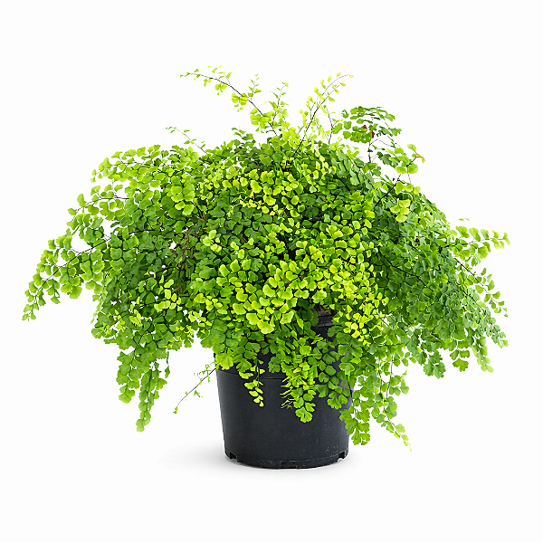 AVENCA (Adiantum capillus-veneris) - Pote 15