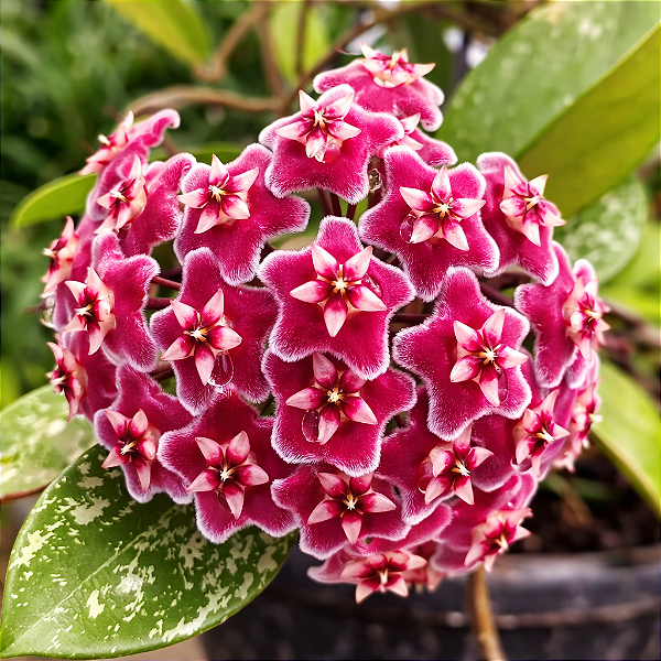 FLOR DE CERA ROSA (Hoya carnosa) - Cuia 21