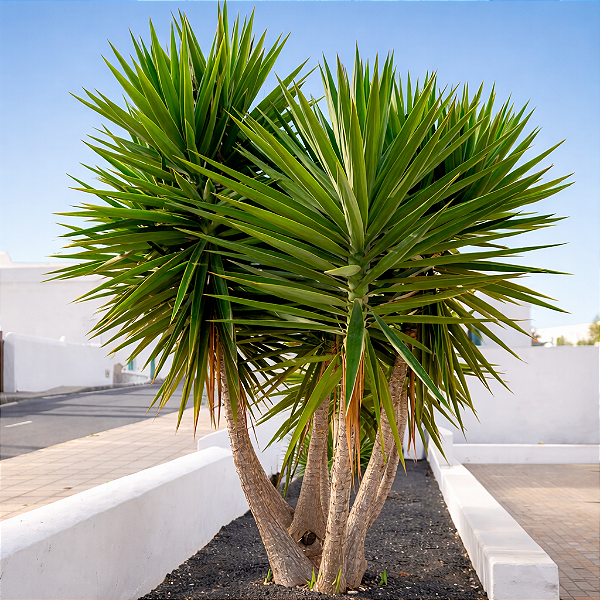 YUCCA (Yucca gigantea) - Pote 24