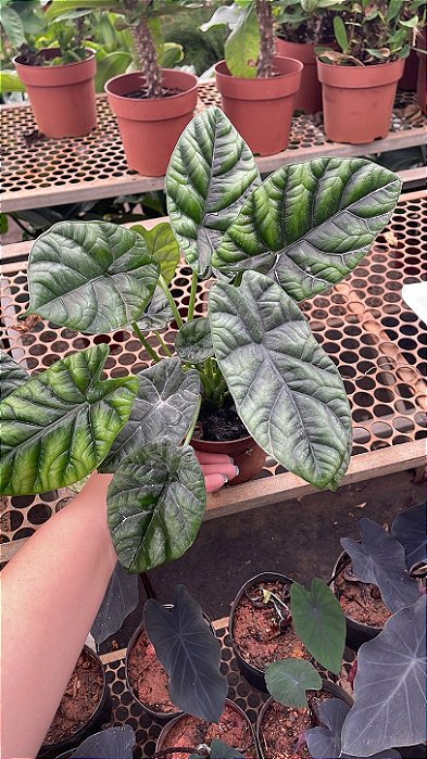 Alocasia Dragon Scale - Pote 12