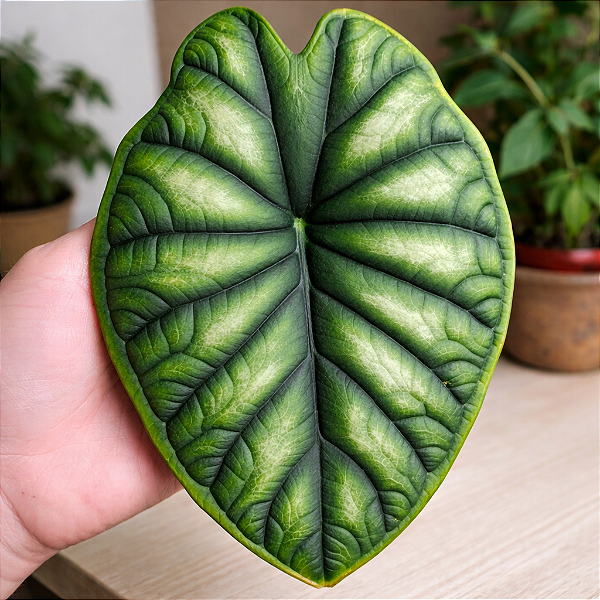 Alocasia Dragon Scale - Pote 12