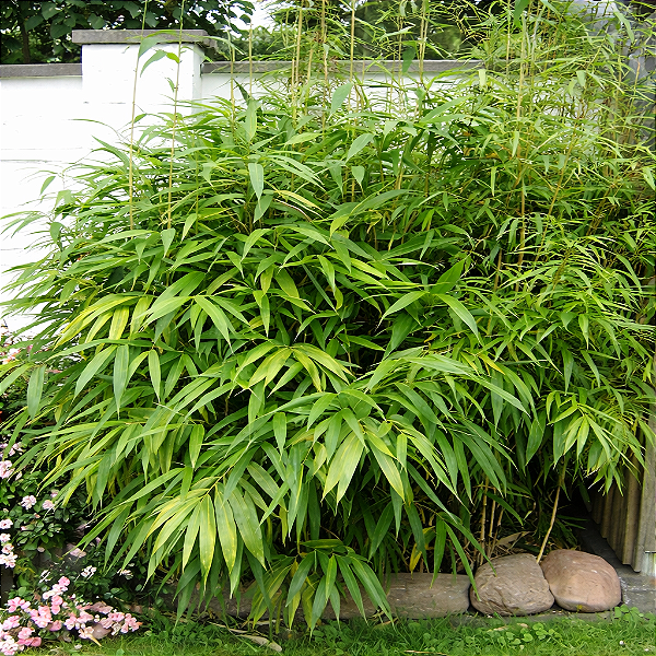 BAMBU METAKE ou JAPONÊS (Pseudosasa japonica) - Muda com até 1 metro