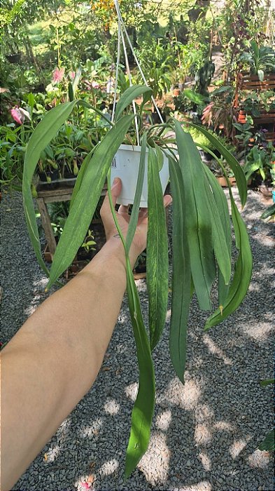 ANTÚRIO GRAVATA VARIEGATA (Anthurium vittarifolium) - Cuia