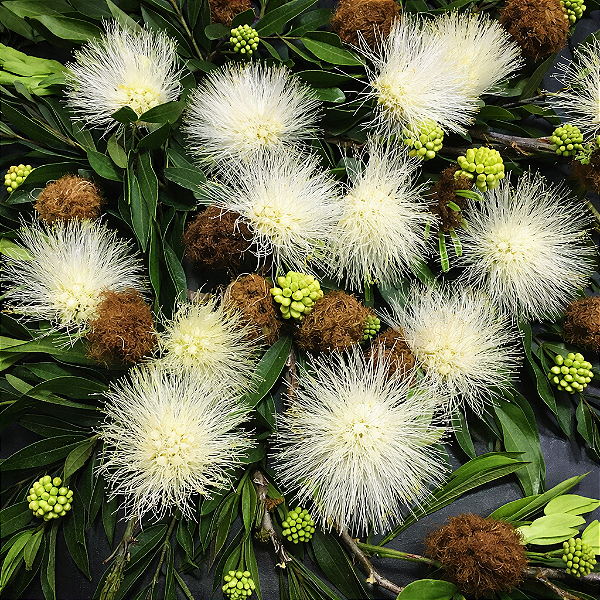 CALIANDRA BRANCA (Calliandra haematocephala "alba") - Muda com até 40 cm