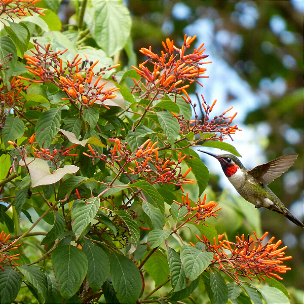 AMÉLIA (Hamelia patens) - Pote 24