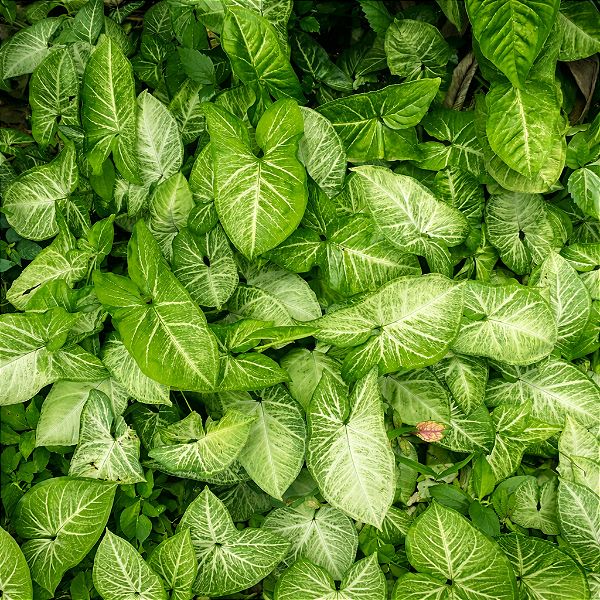 SINGÔNIO VERDE (Syngonium angustatum)
