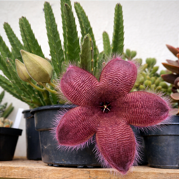 FLOR ESTRELA ou CACTO ESTRELA (Stapelia Hirsuta) - Pote 11