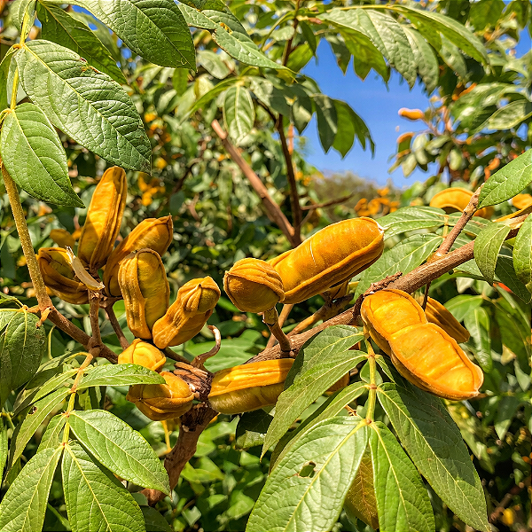 INGÁ QUATRO QUINAS ou DO BREJO (Inga vera) - Muda com até 80 cm