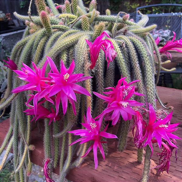 RABO DE RATO (Disocactus flagelliformis) - Cuia 13