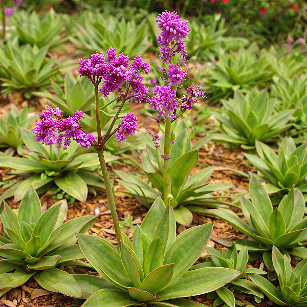 ESPIRONEMA (Callisia warszewicziana) - Muda com até 40 cm