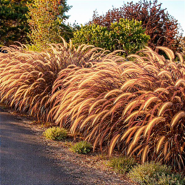 CAPIM DO TEXAS RUBRO (Pennisetum setaceum rubrum)