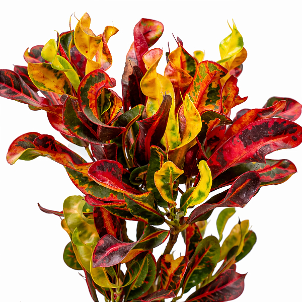 CRÓTON PARAFUSO (Codiaeum variegatum) - Pote 15