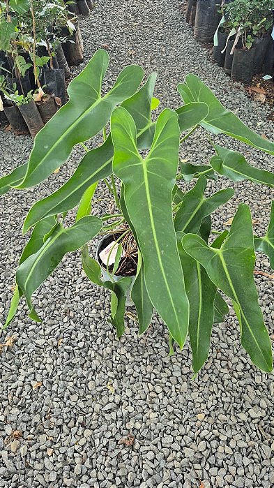Philodendron Spiritus Sancti GRANDE - Pote 17