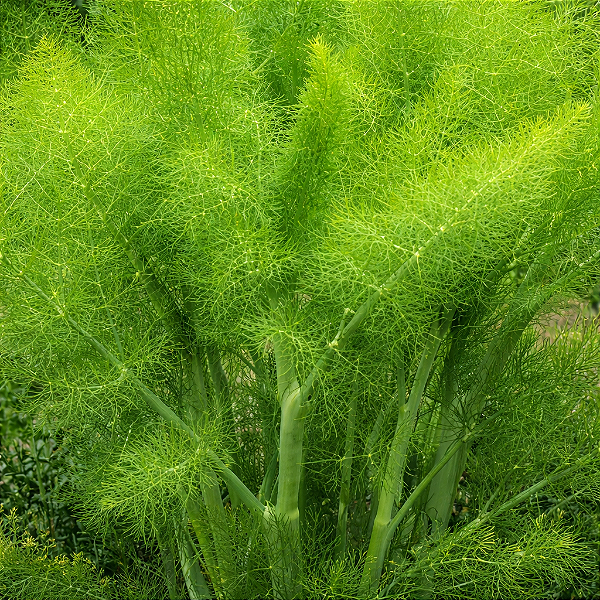 ERVA DOCE (Pimpinella anisum L.) - Pote 15