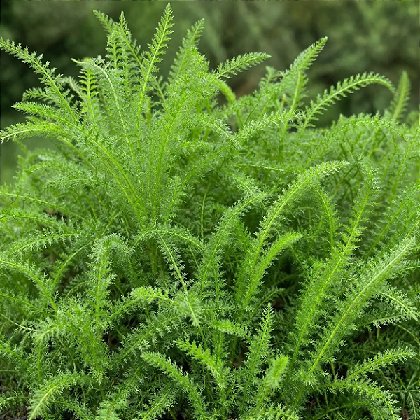 NOVALGINA ou MIL FOLHAS (Achillea millefolium) - Pote 15