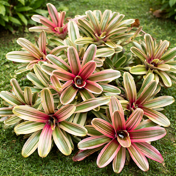 BROMÉLIA FIREBALL VARIEGATA (Neoregelia 'Fireball' variegata)