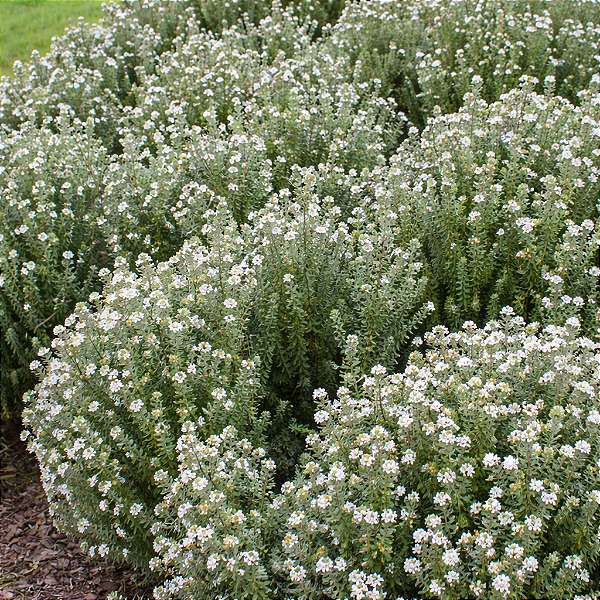 ALECRIM AUSTRALIANO (Westringia fruticosa) - Muda com até 80 cm